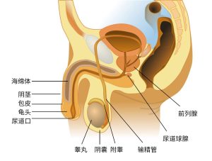 男性生殖系统-性教育网