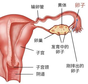 图片[2]-女性生殖系统-性教育网