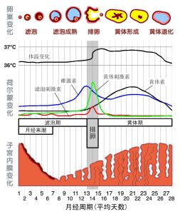 图片[3]-女性生殖系统-性教育网