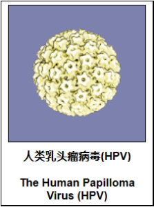 尖锐湿疣（不能治愈性传播疾病）-性教育网