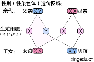 性染色体：生儿生女由谁决定？-性教育网