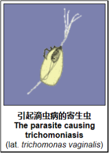 滴虫病(可治愈性传播疾病)-性教育网