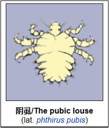 阴虱（可治愈性传播疾病——害虫群袭）-性教育网