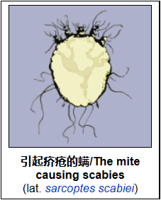 疥疮（可治愈性传播疾病——害虫群袭）-性教育网