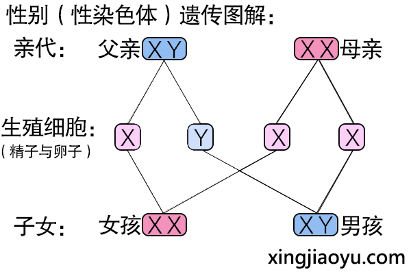 性染色体：生儿生女由谁决定？-性教育网